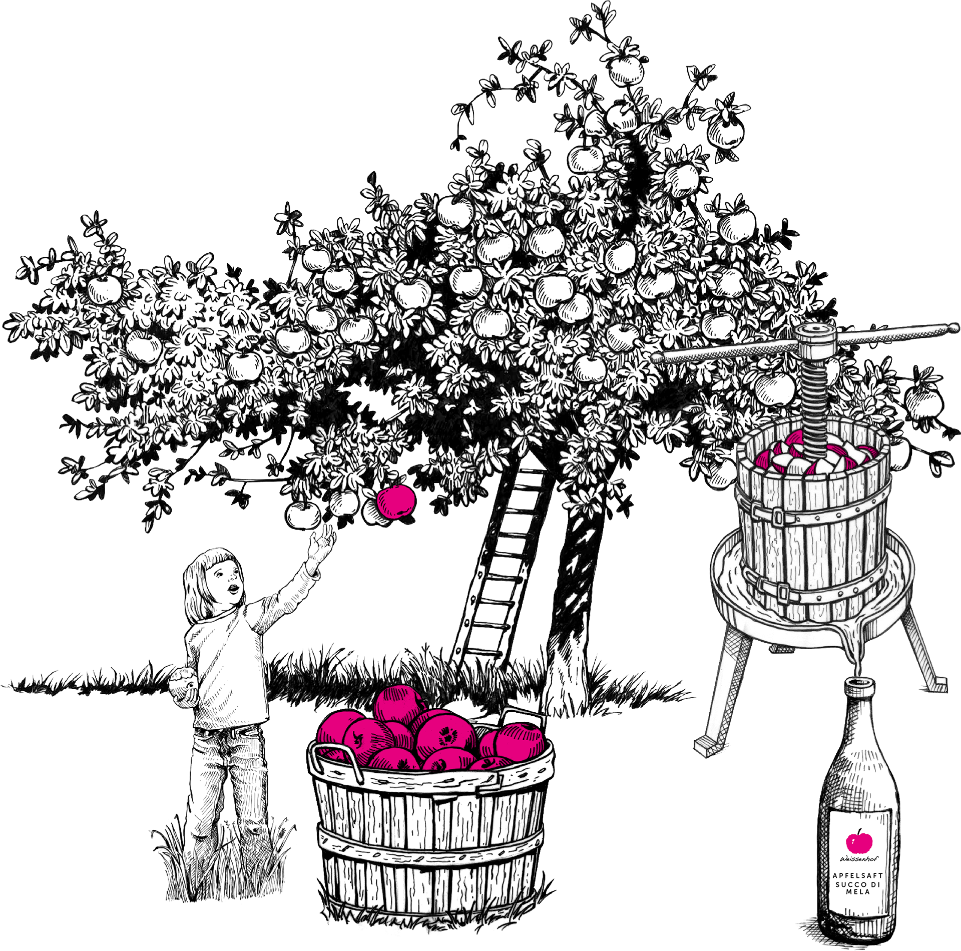 Apfelsaft und Apfelessig aus Südtirol - Naturnahe Produktion